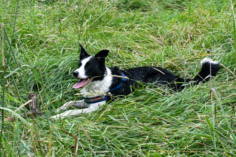 Snaps At the Dog Park