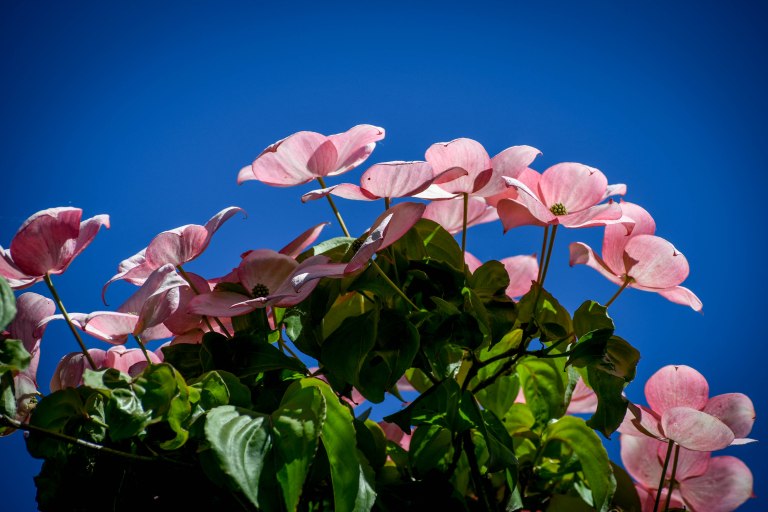 Snaps at the Bellevue Botanical Gardens