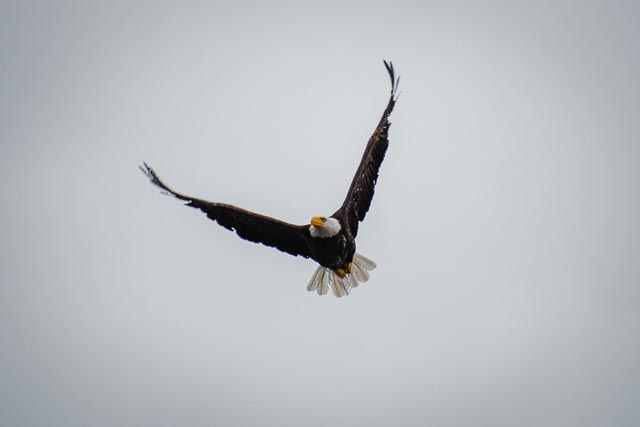 Snaps in Port Ludlow: Part IV of V